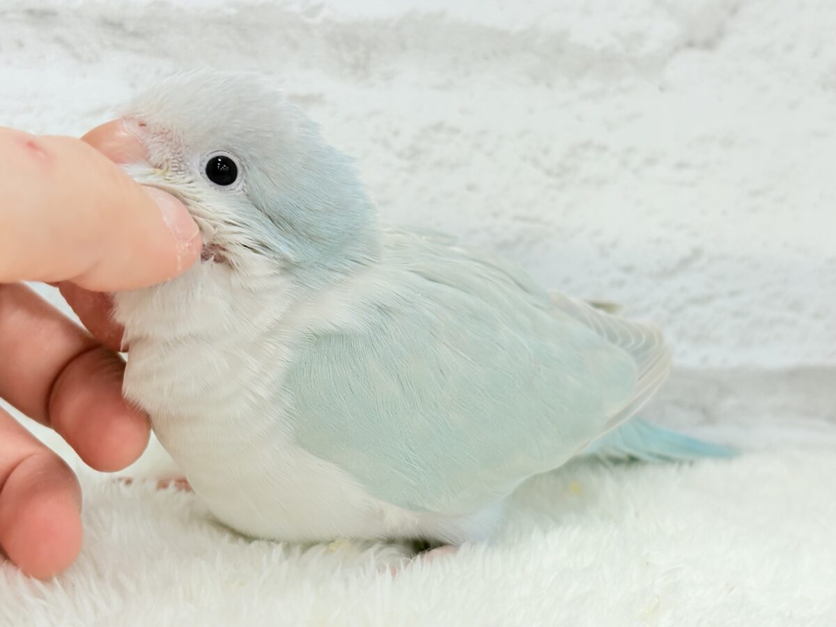 【最新画像更新🪄】ラムネみたいな淡いブルー🐣🩵🫧オキナインコ(ブルーパリドイノ) ヒナ オキナインコ