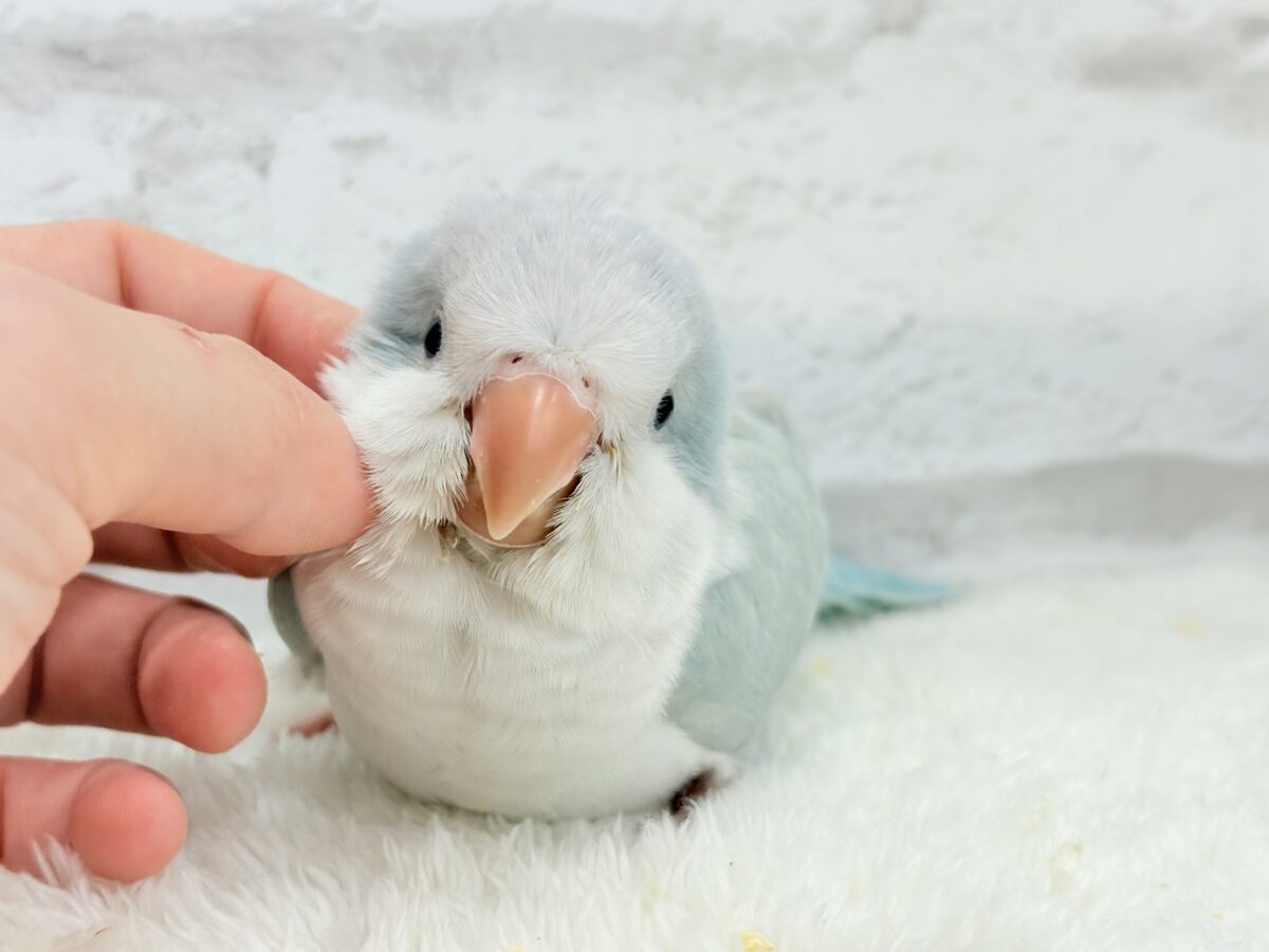 オキナインコ
