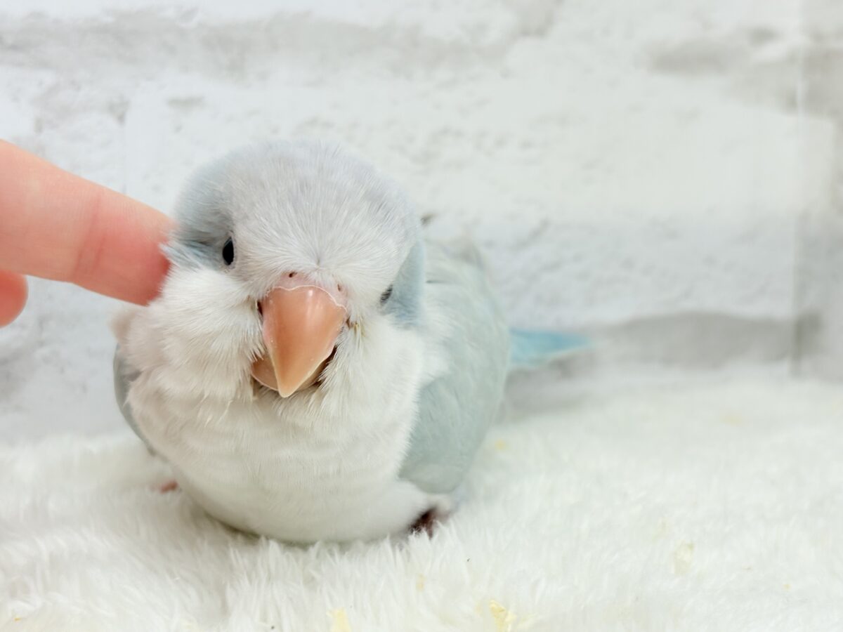 オキナインコ
