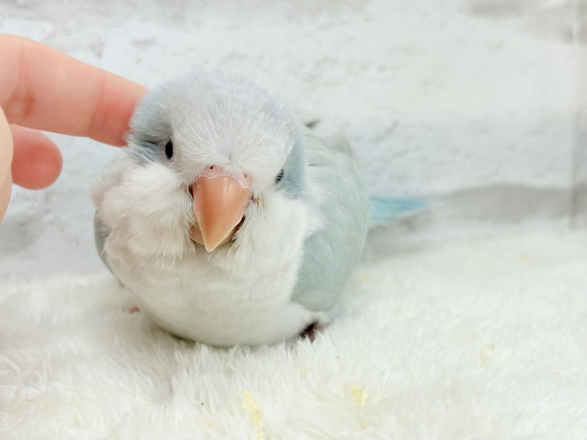 オキナインコ