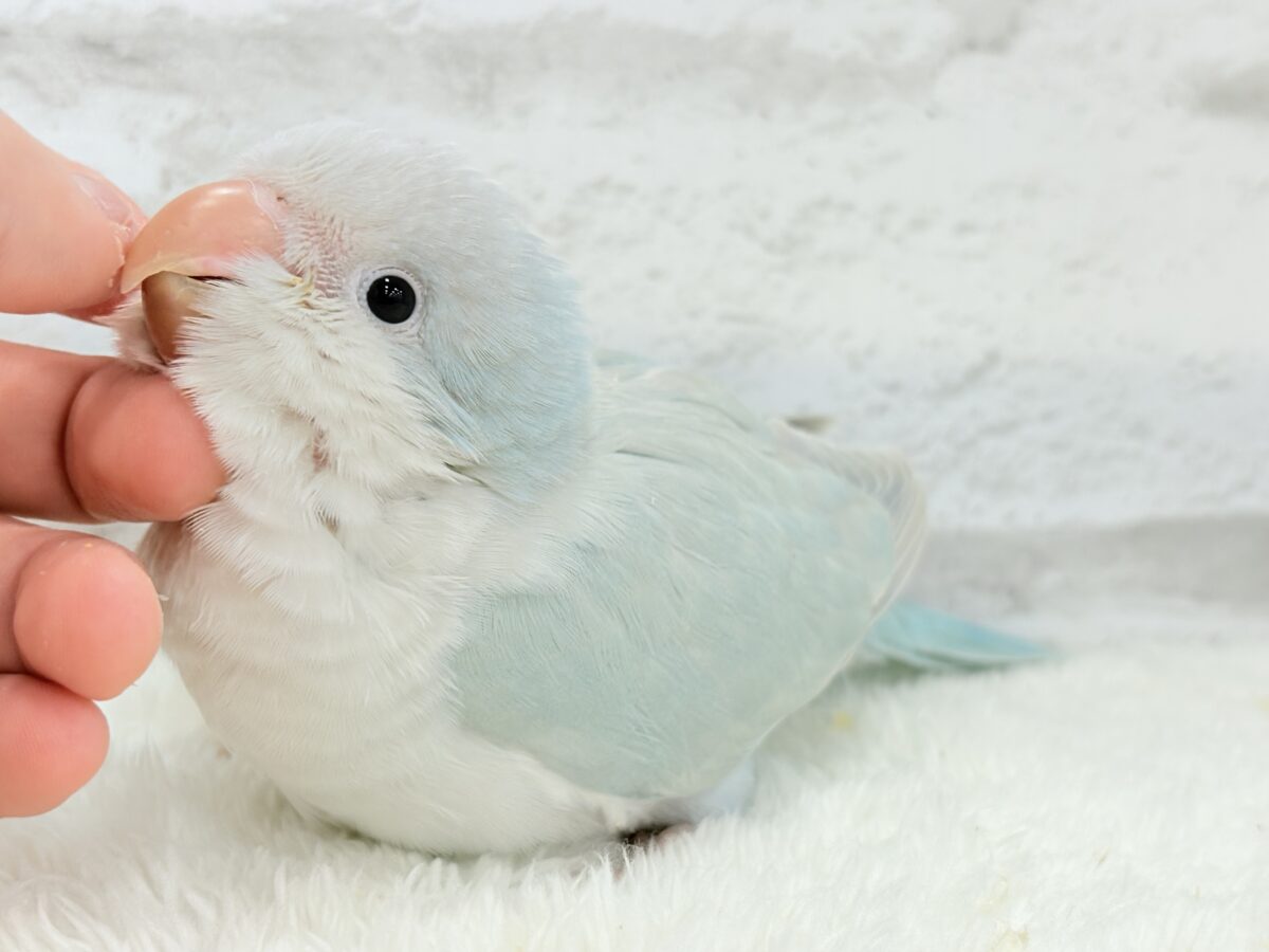 【最新画像更新🪄】ラムネみたいな淡いブルー🐣🩵🫧オキナインコ(ブルーパリドイノ) ヒナ オキナインコ