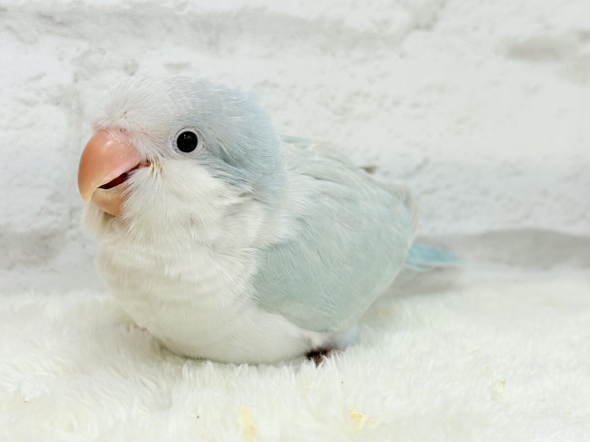 【最新画像更新🪄】ラムネみたいな淡いブルー🐣🩵🫧オキナインコ(ブルーパリドイノ) ヒナ オキナインコ