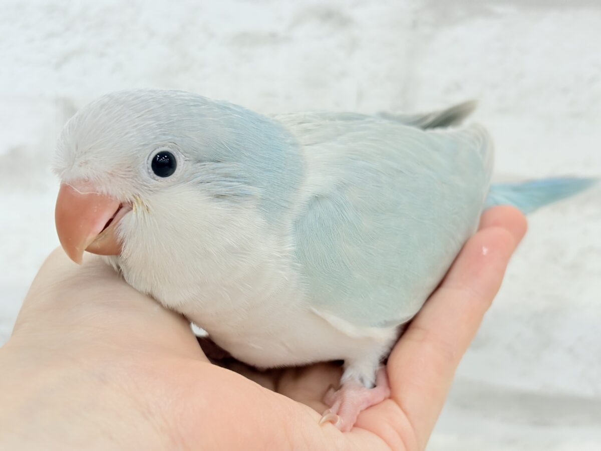 【最新画像更新🪄】ラムネみたいな淡いブルー🐣🩵🫧オキナインコ(ブルーパリドイノ) ヒナ オキナインコ