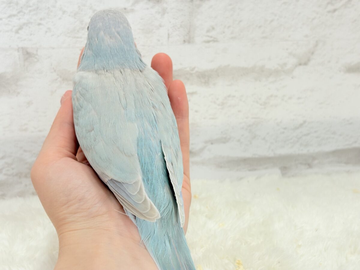 オキナインコ