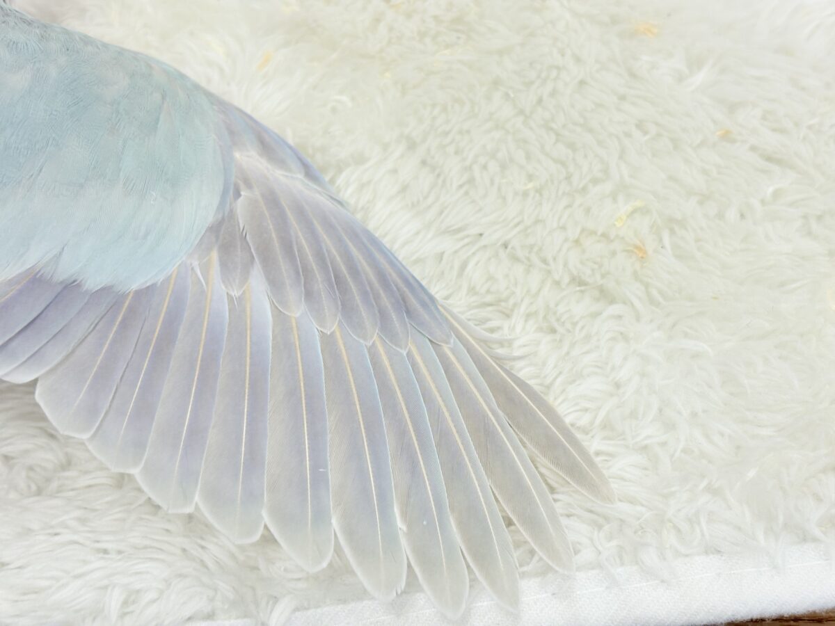 【最新画像更新🪄】ラムネみたいな淡いブルー🐣🩵🫧オキナインコ(ブルーパリドイノ) ヒナ オキナインコ