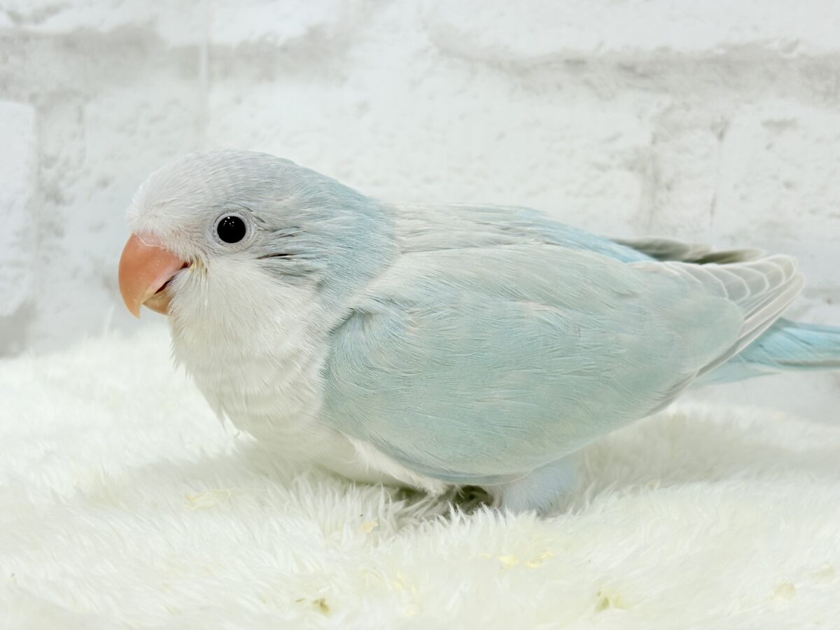 オキナインコ