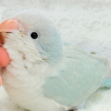 【最新画像更新🪄】ラムネみたいな淡いブルー🐣🩵🫧オキナインコ(ブルーパリドイノ) ヒナ