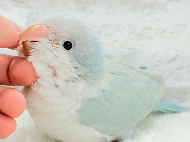 【最新画像更新🪄】ラムネみたいな淡いブルー🐣🩵🫧オキナインコ(ブルーパリドイノ) ヒナ 【最新画像更新🪄】ラムネみたいな淡いブルー🐣🩵🫧オキナインコ(ブルーパリドイノ) ヒナ