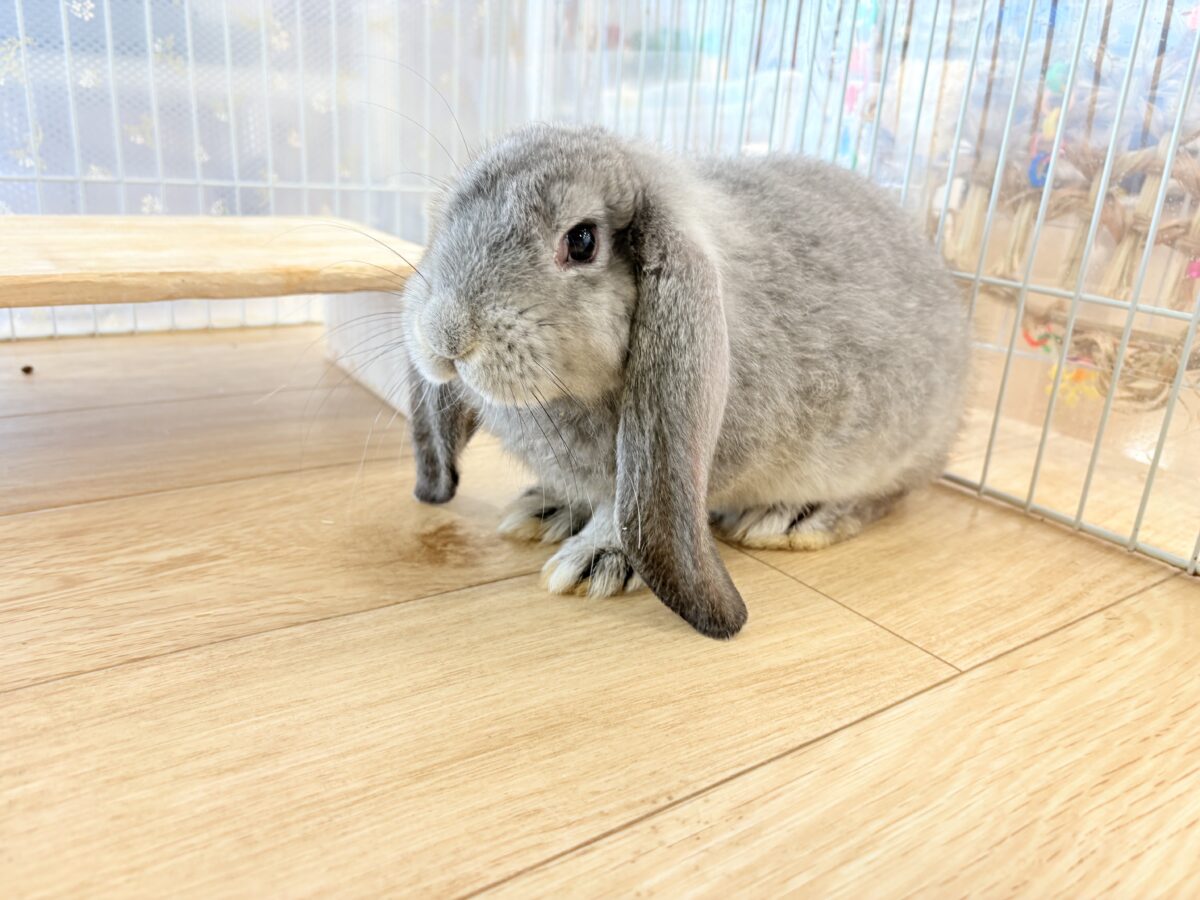 フレンチロップイヤー
