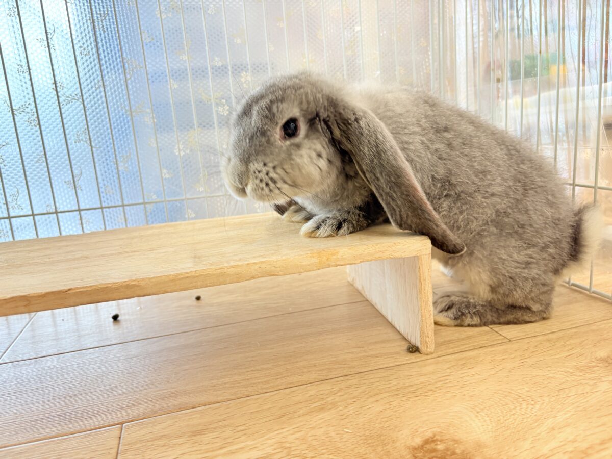 フレンチロップイヤー