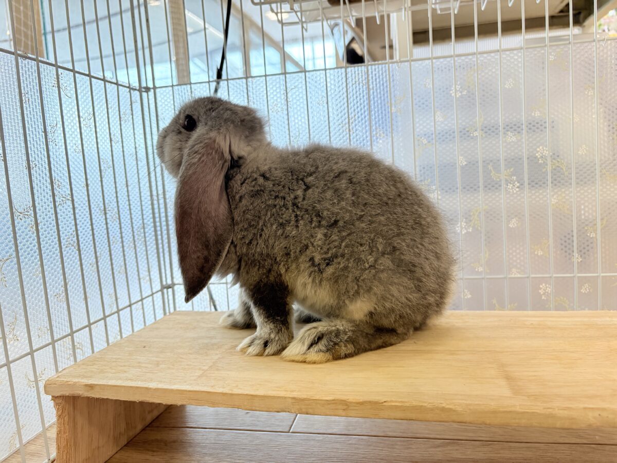 フレンチロップイヤー