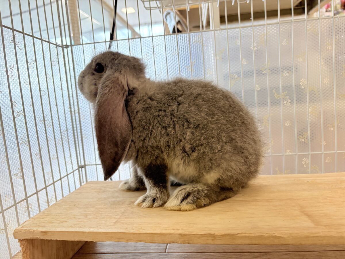 フレンチロップイヤー
