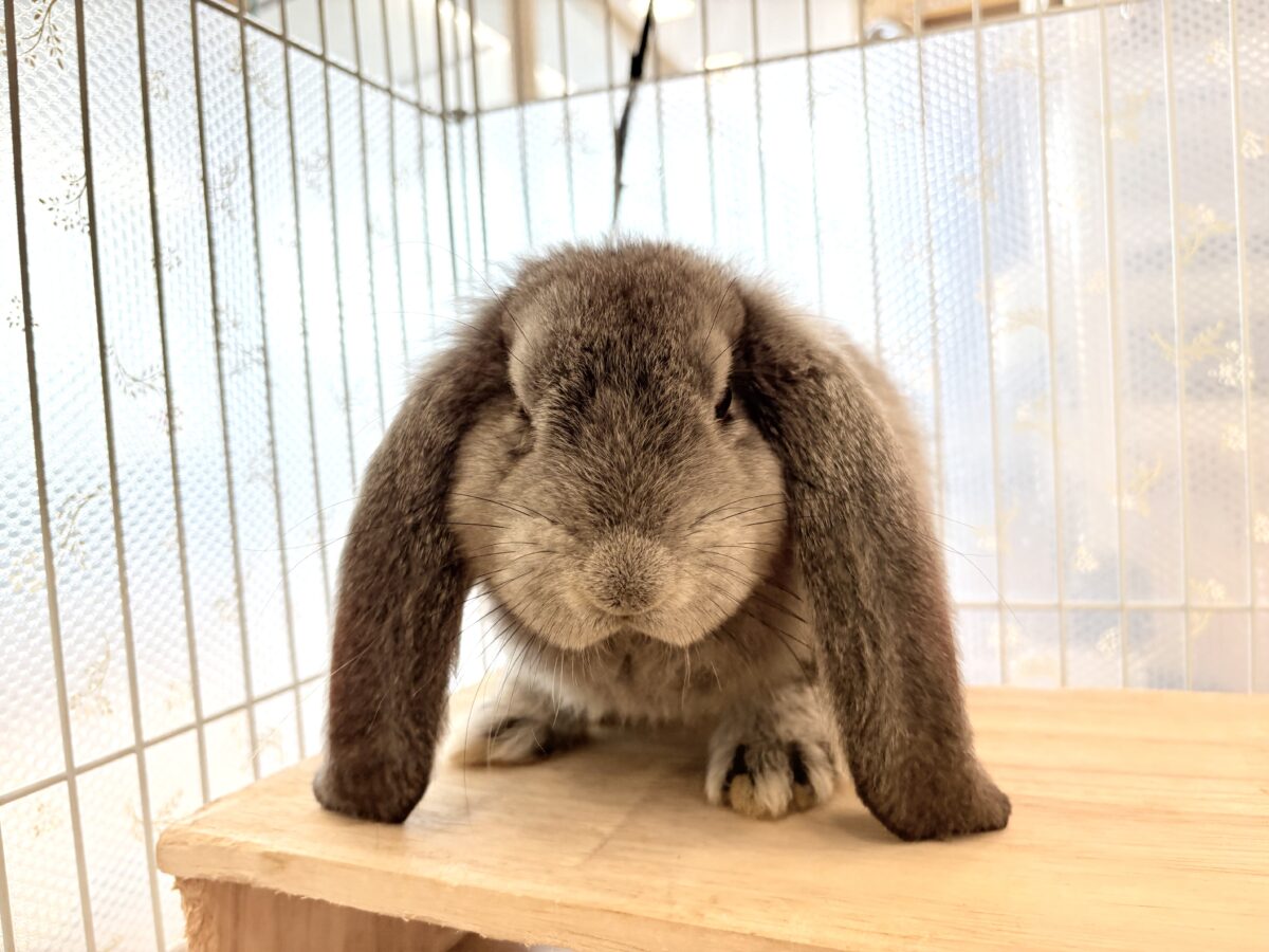 フレンチロップイヤー