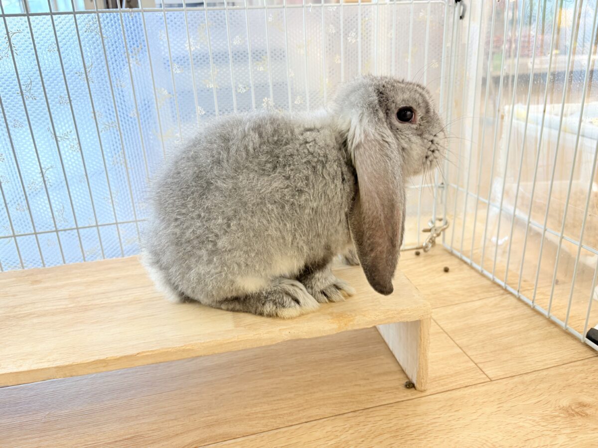 フレンチロップイヤー