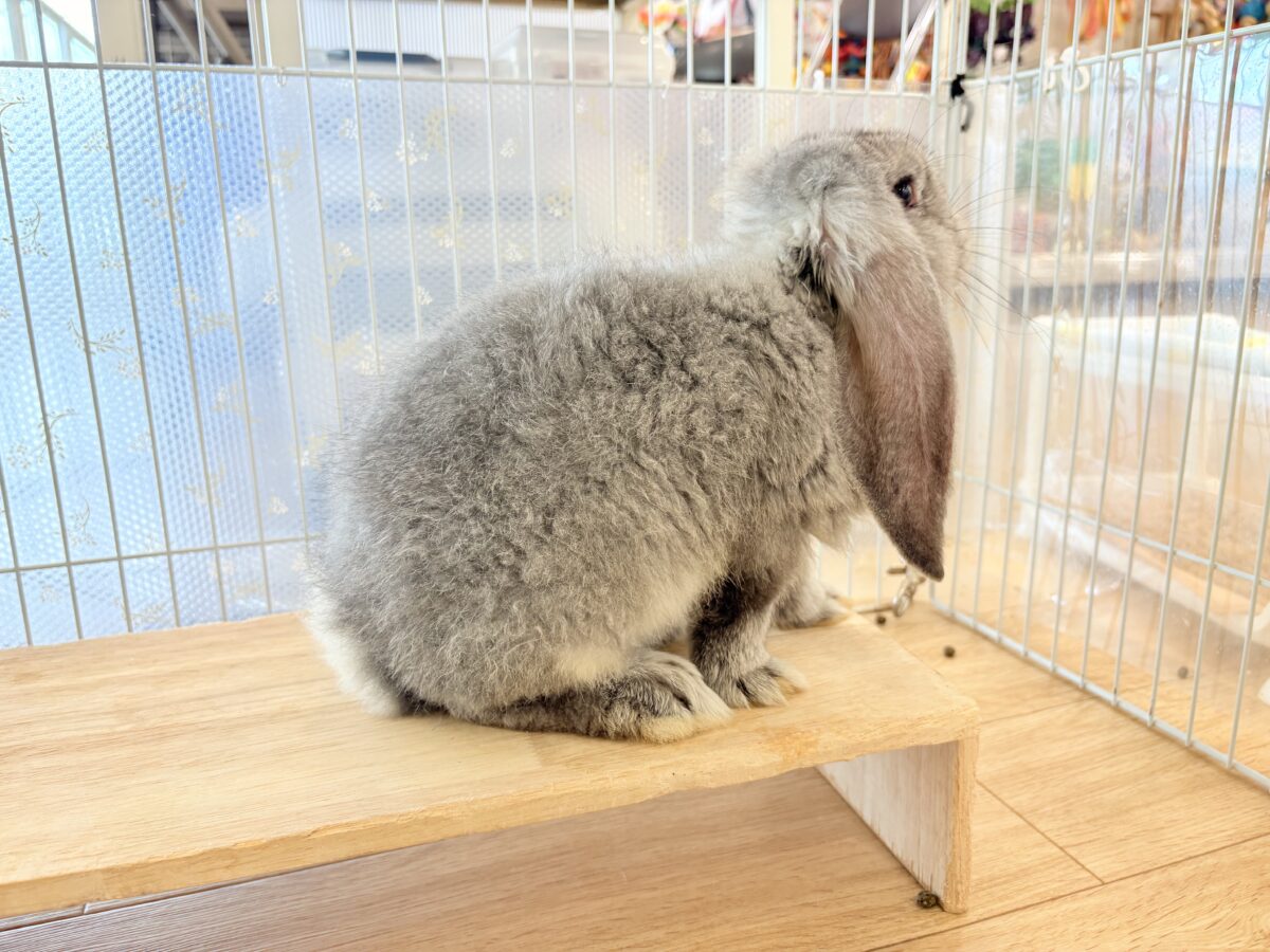 フレンチロップイヤー