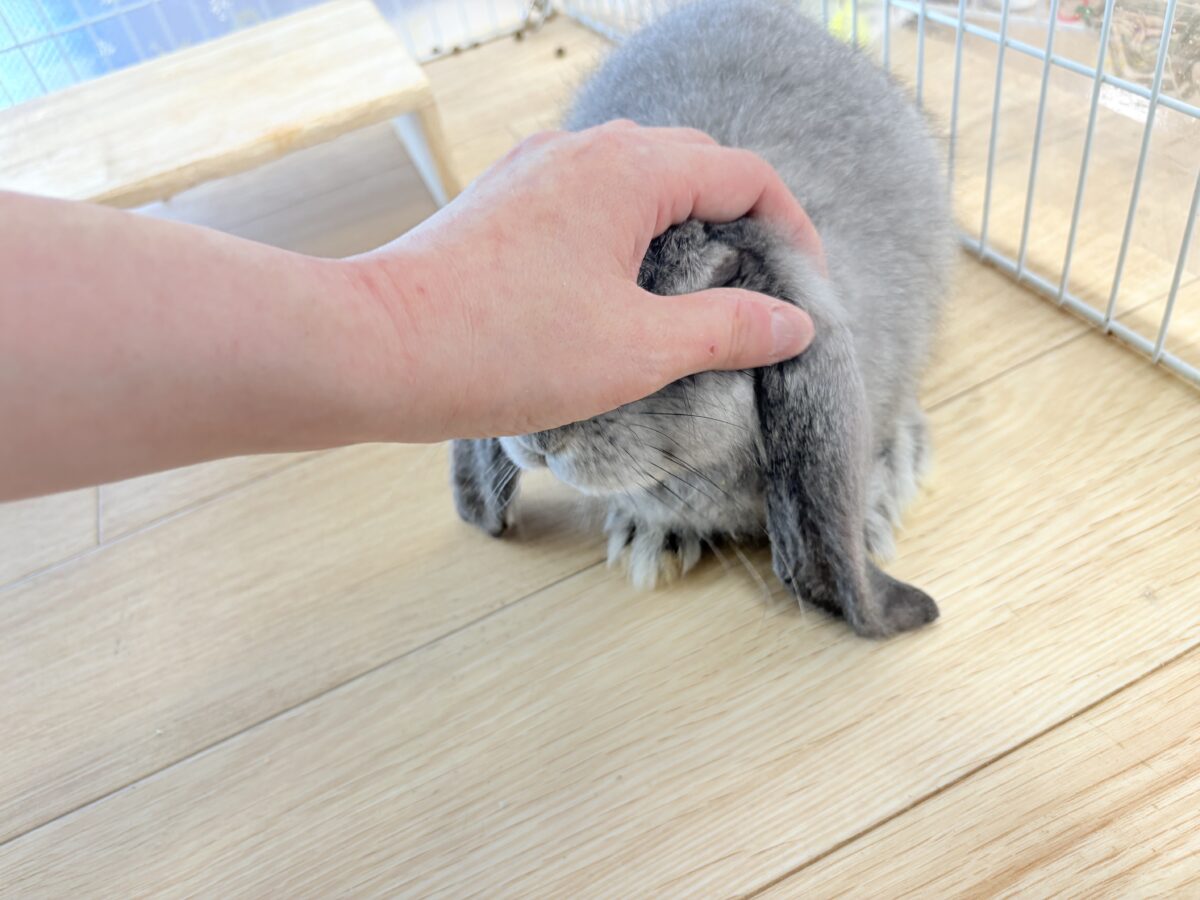 フレンチロップイヤー