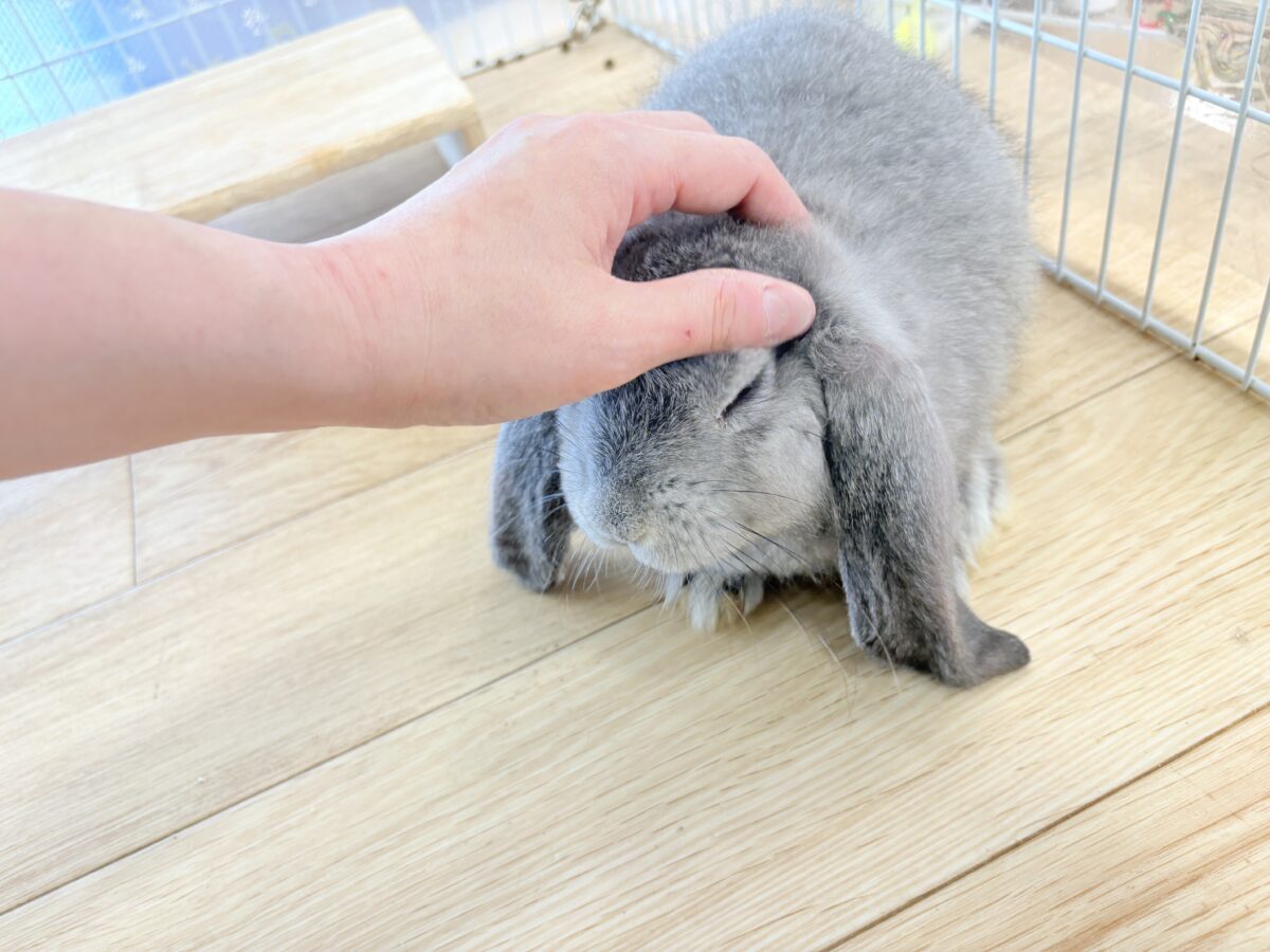 フレンチロップイヤー