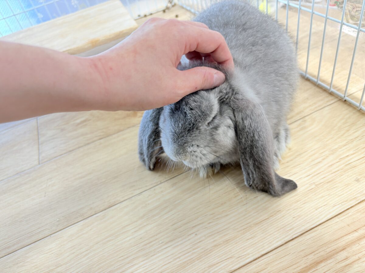 フレンチロップイヤー