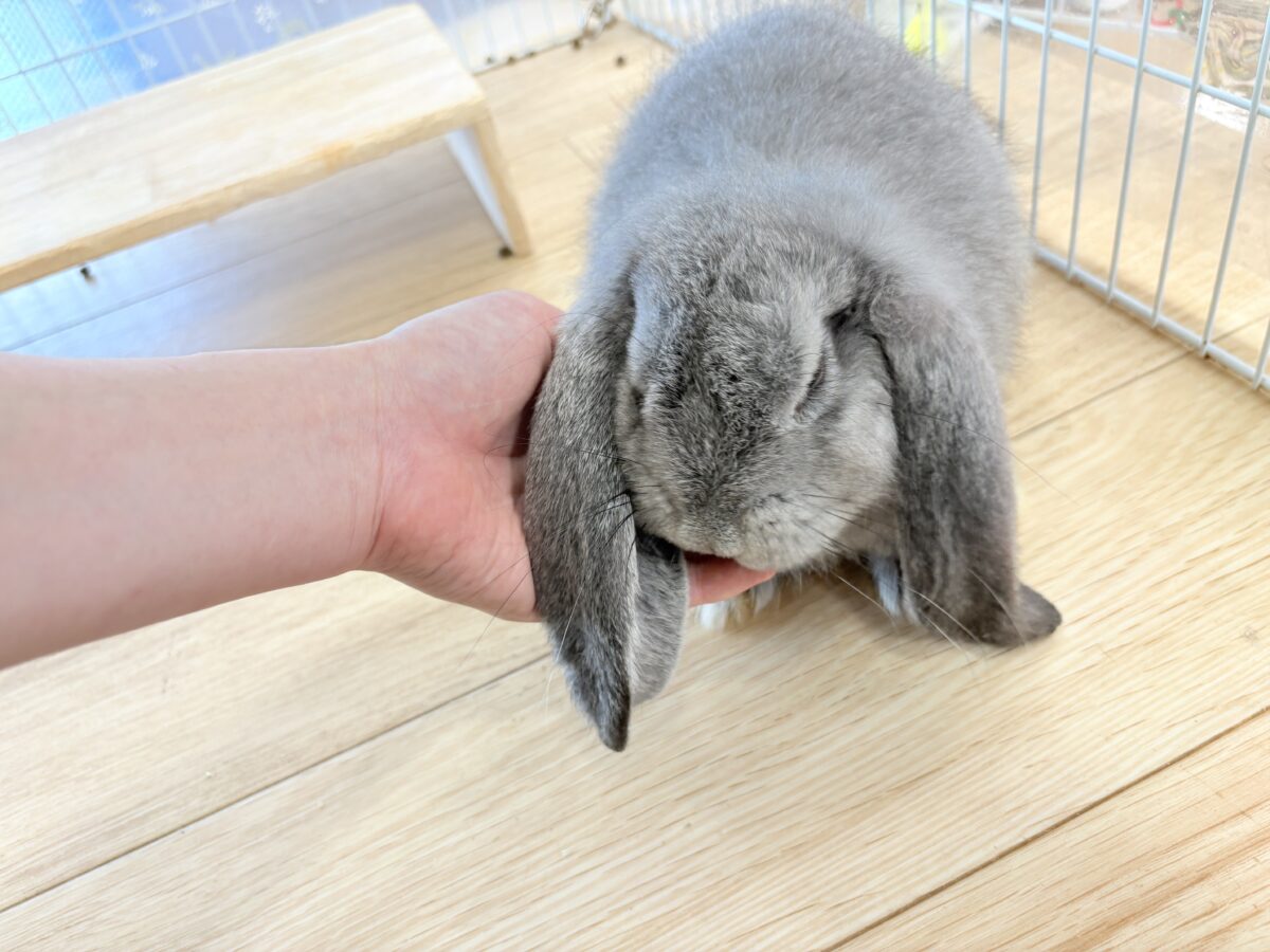フレンチロップイヤー