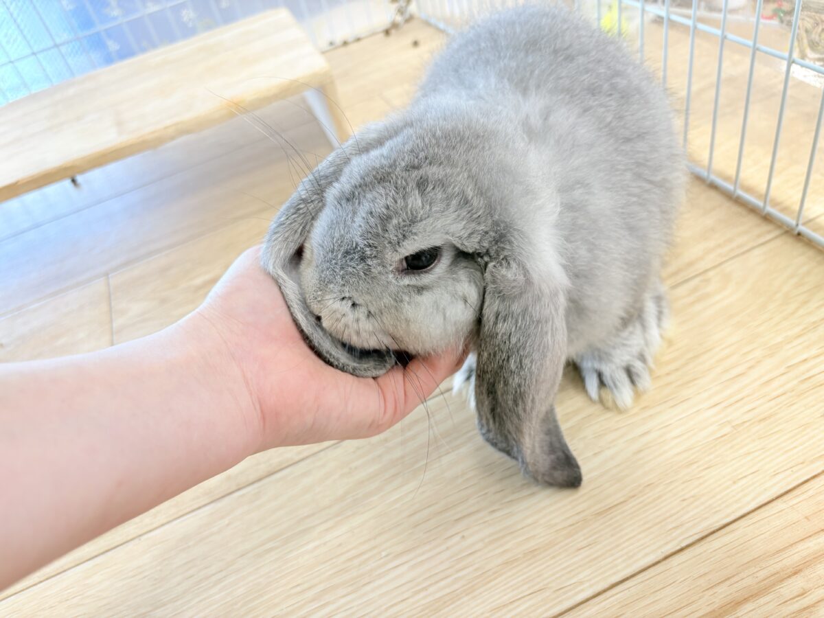 フレンチロップイヤー