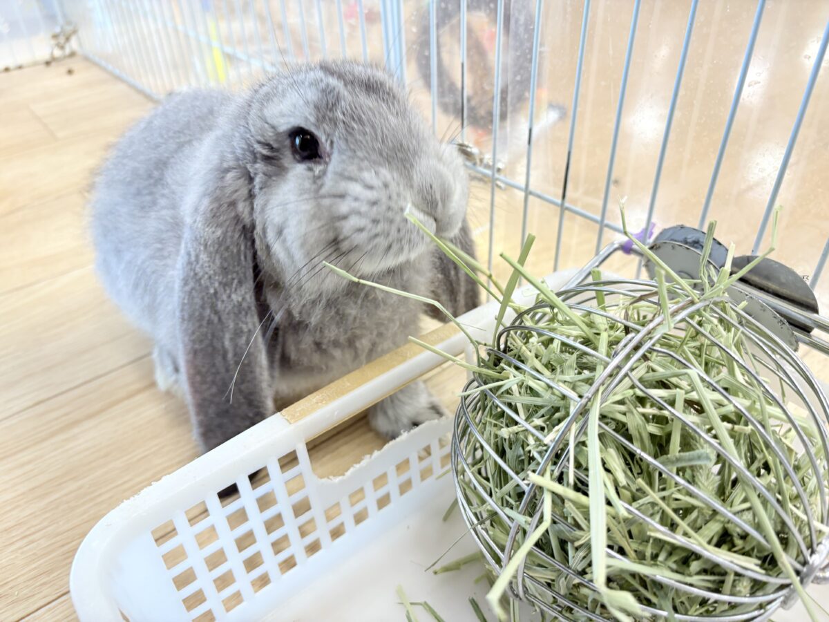フレンチロップイヤー