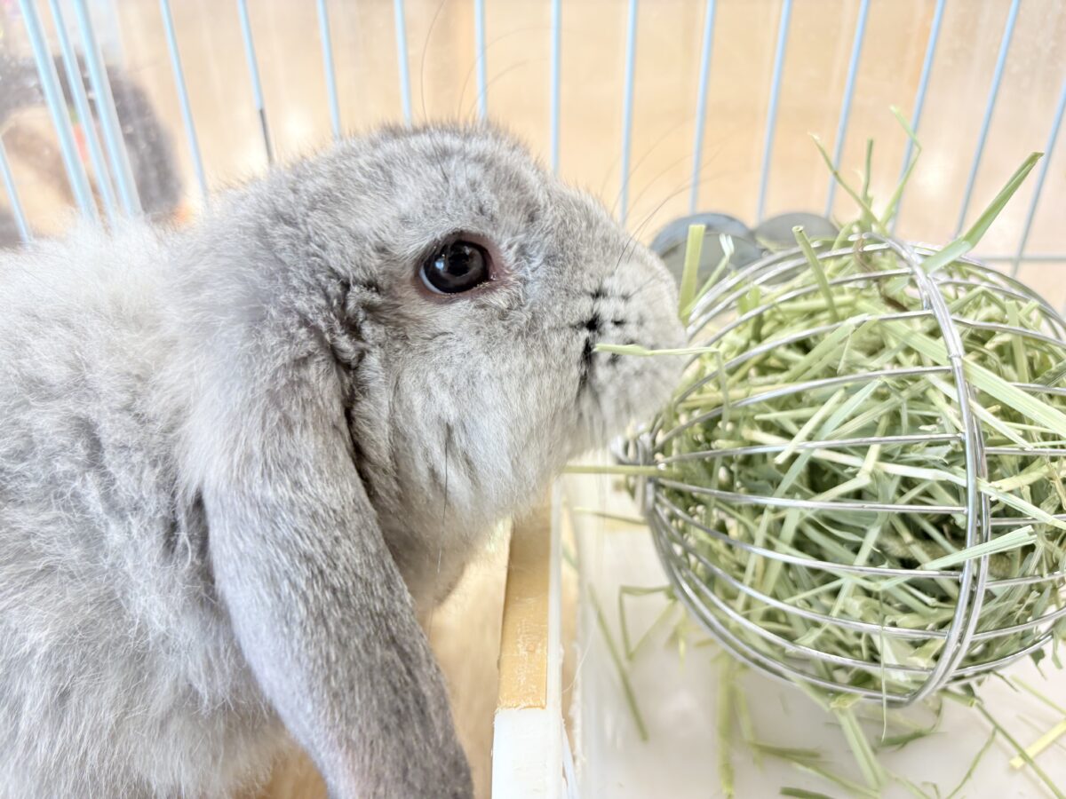 フレンチロップイヤー