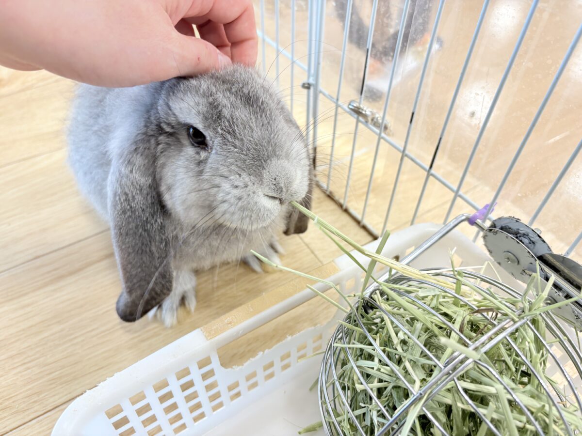 フレンチロップイヤー