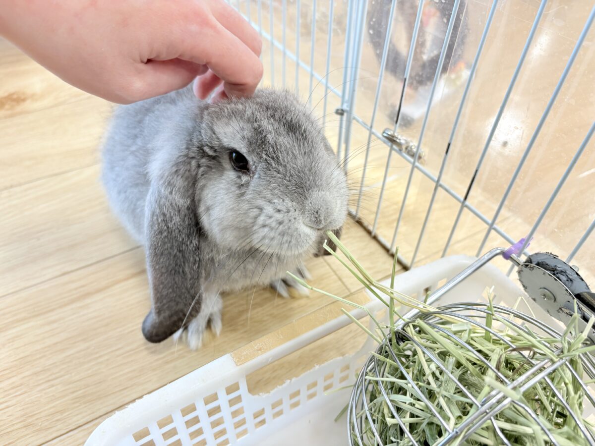 フレンチロップイヤー