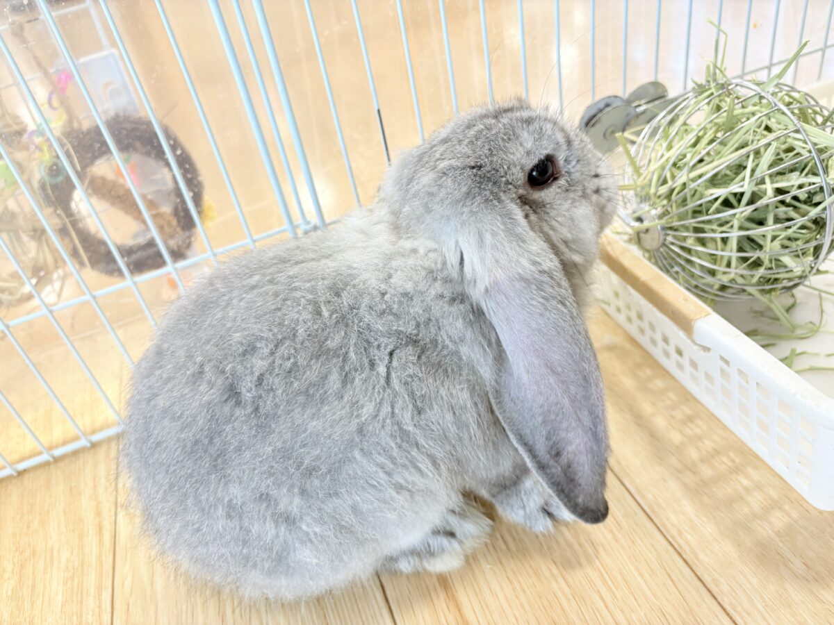 フレンチロップイヤー