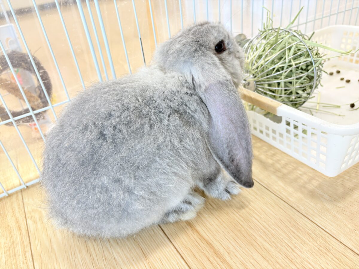 フレンチロップイヤー