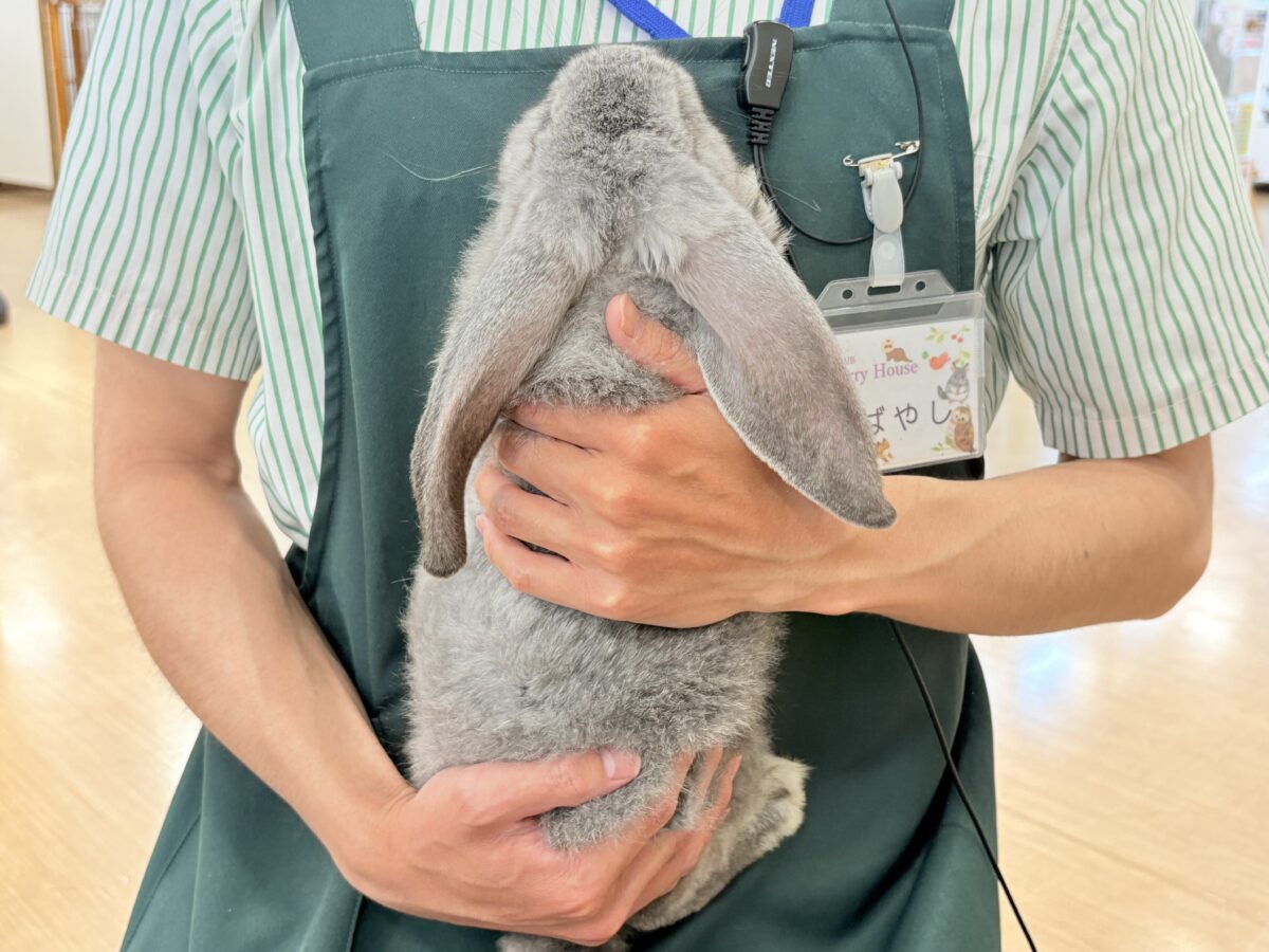 フレンチロップイヤー