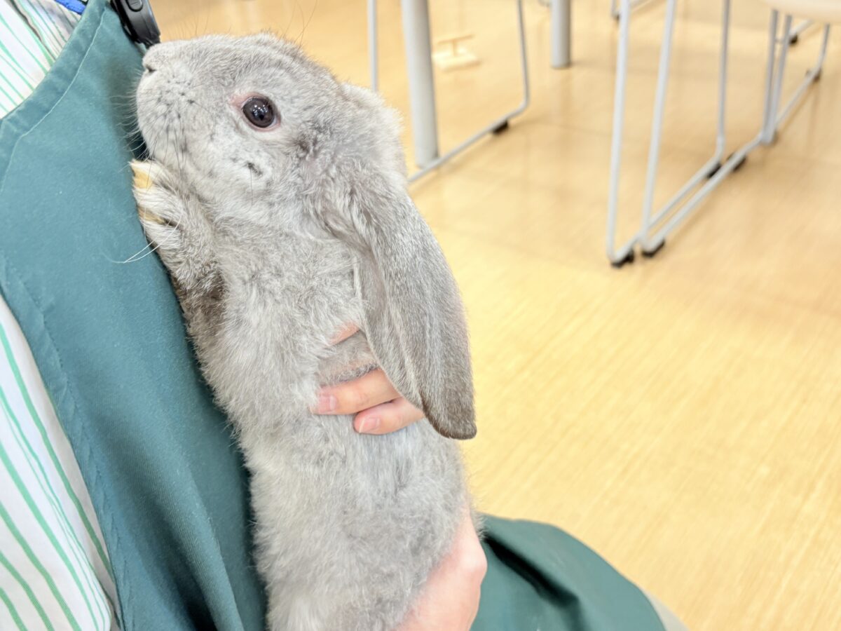 フレンチロップイヤー