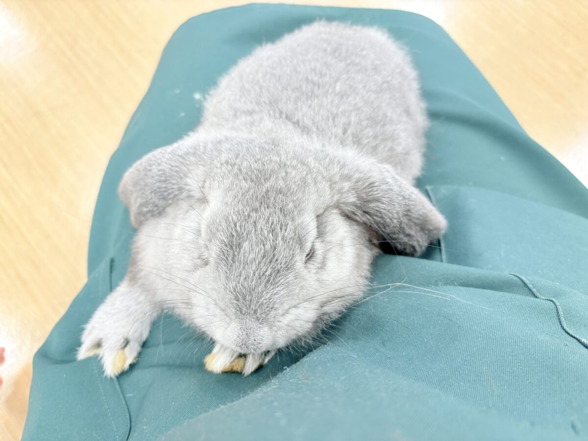 フレンチロップイヤー
