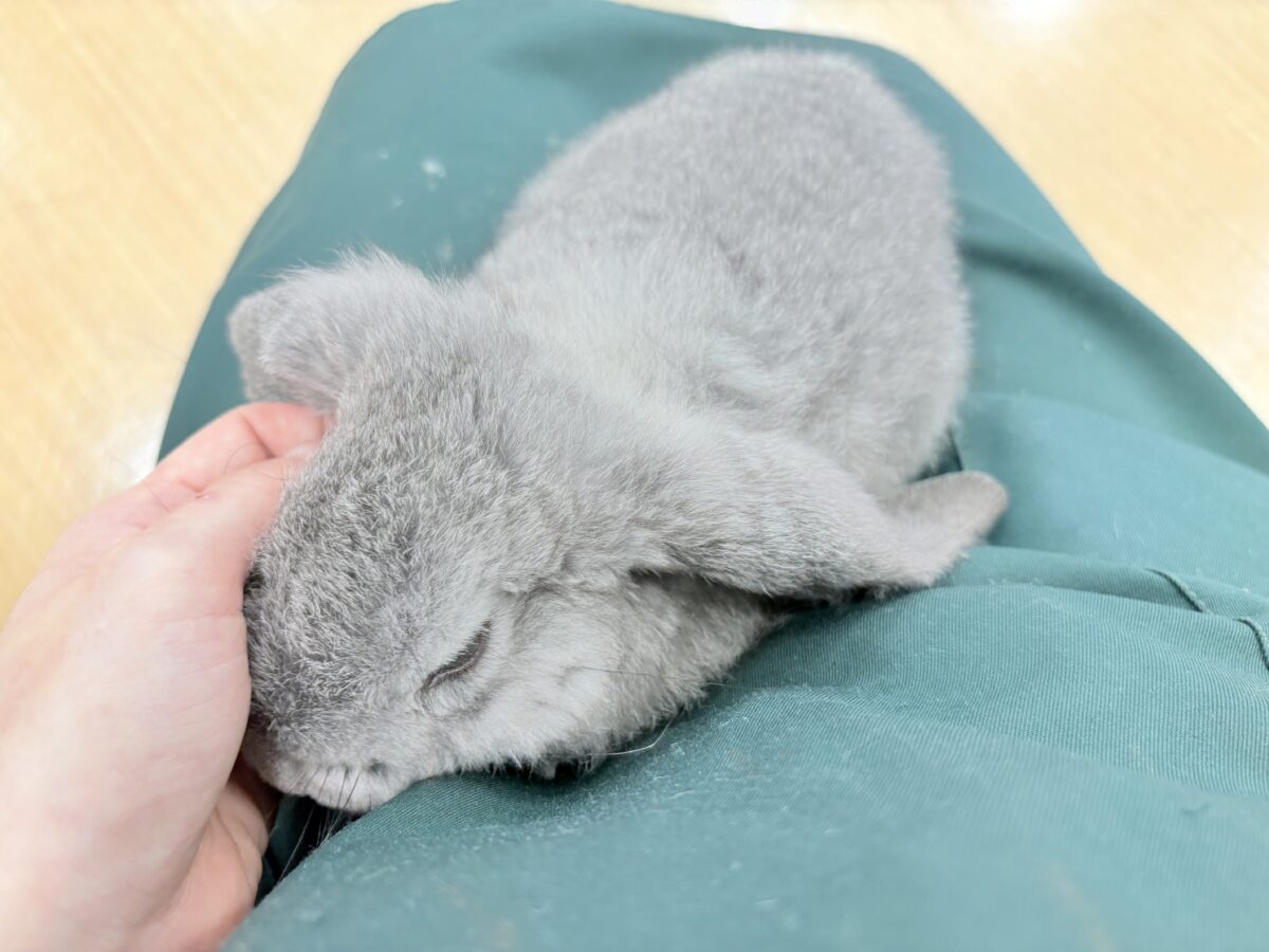 フレンチロップイヤー