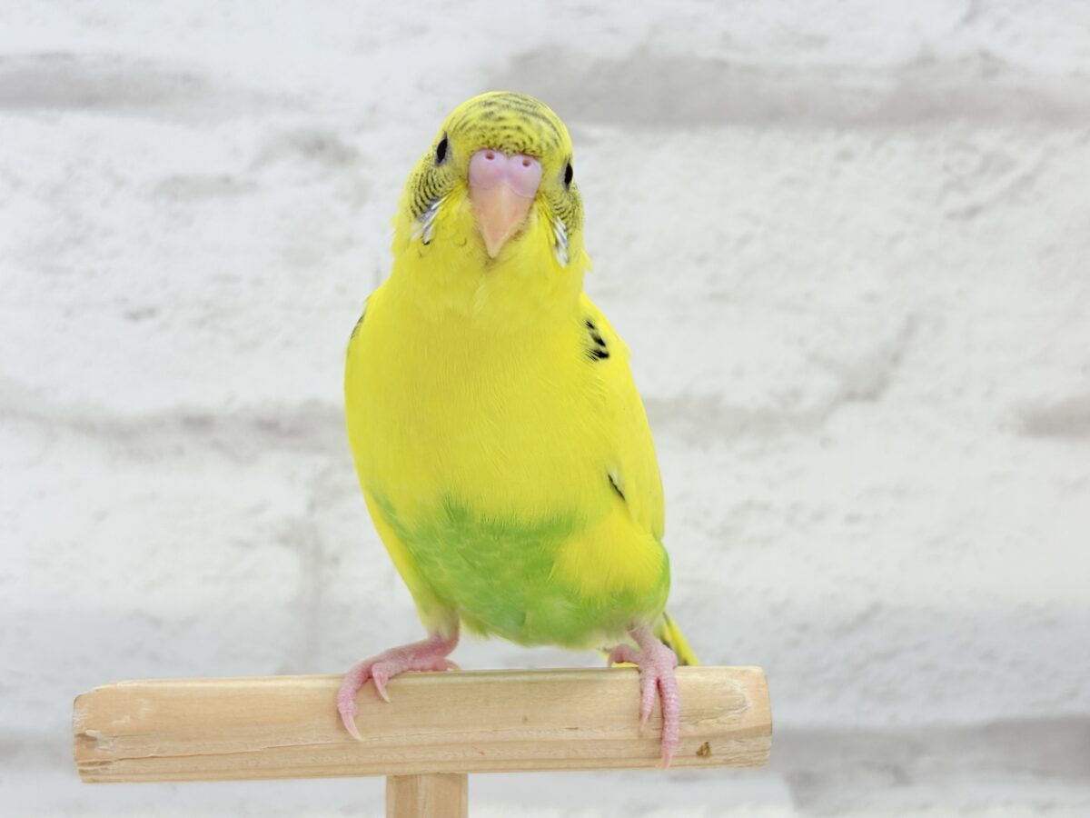 【最新画像・動画更新🪄ひとり餌になりました☆】ミツバチぶんぶん飛び回る🐝⋆゜セキセイインコ(黄色ハルクイン) ヒナ セキセイインコ
