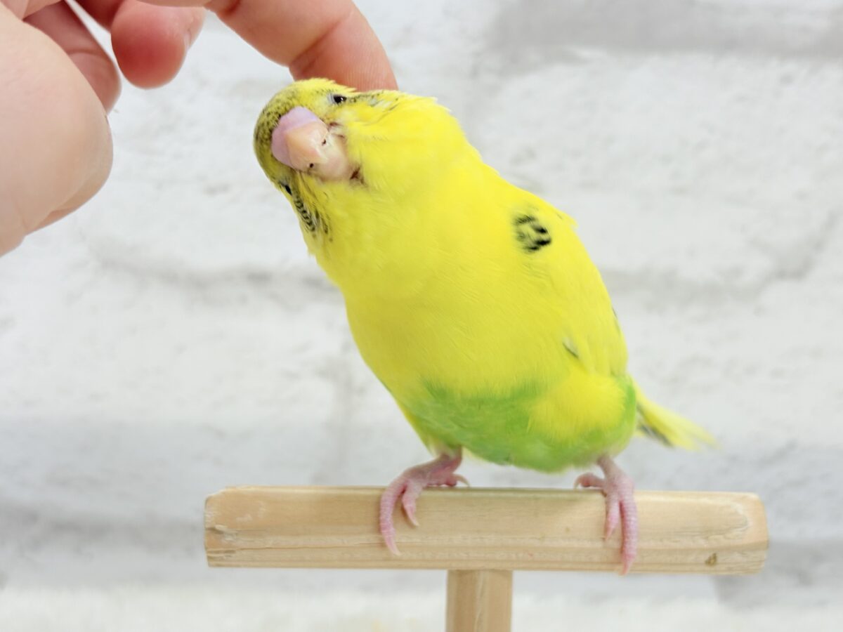 【最新画像・動画更新🪄ひとり餌になりました☆】ミツバチぶんぶん飛び回る🐝⋆゜セキセイインコ(黄色ハルクイン) ヒナ セキセイインコ