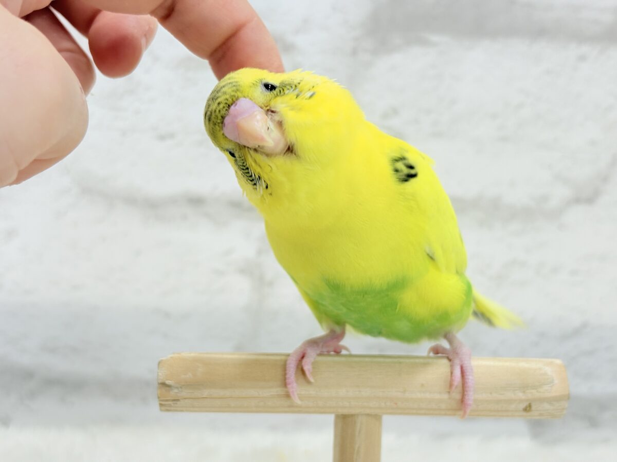 セキセイインコ