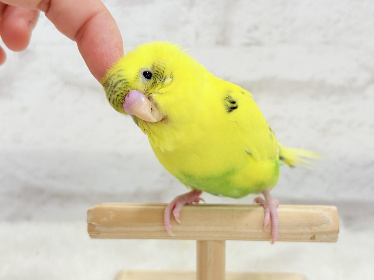 【最新画像・動画更新🪄ひとり餌になりました☆】ミツバチぶんぶん飛び回る🐝⋆゜セキセイインコ(黄色ハルクイン) ヒナ セキセイインコ