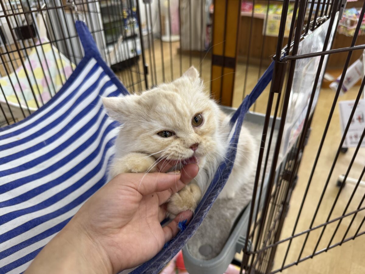 ミヌエット