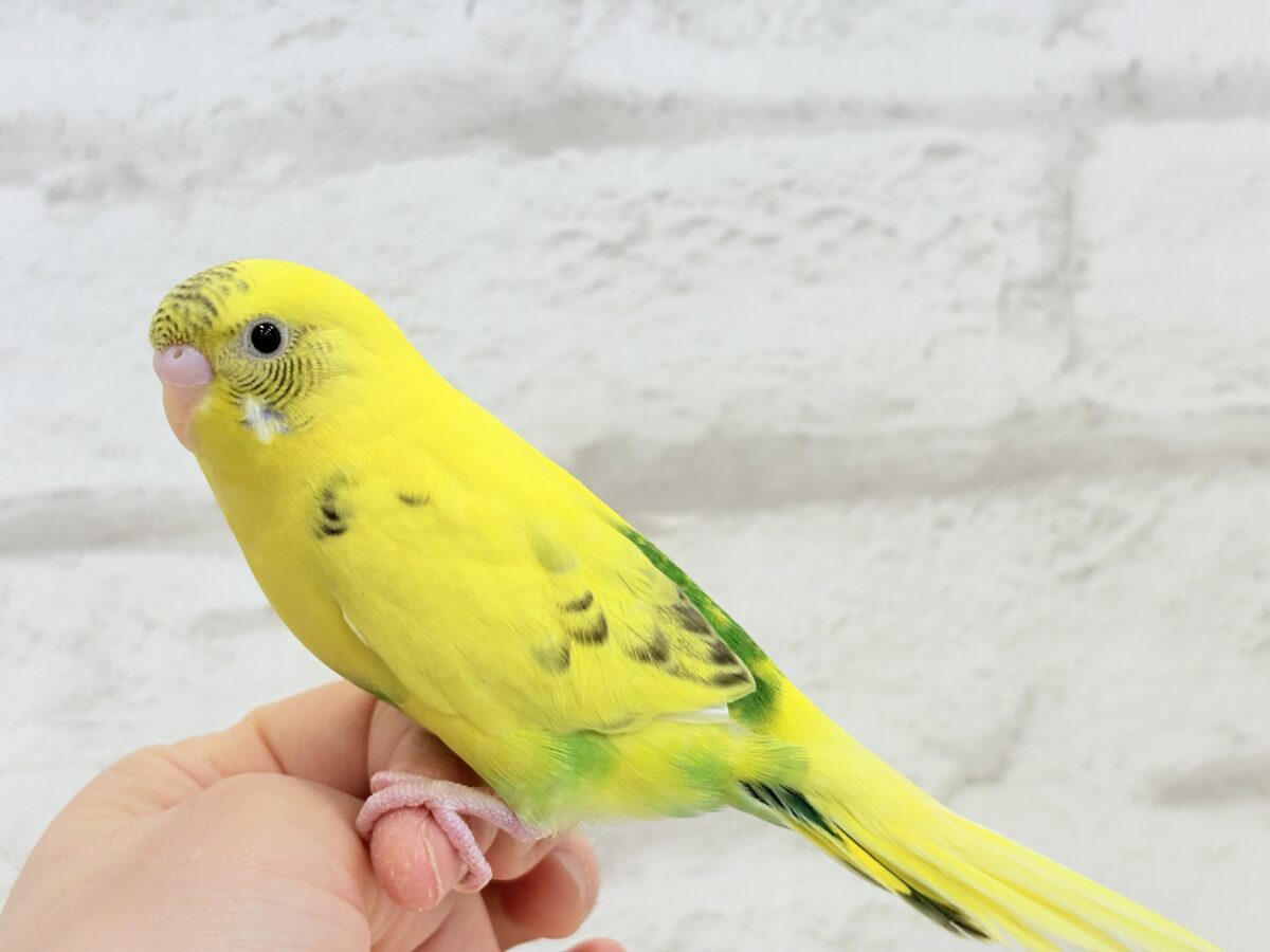 【最新画像・動画更新🪄ひとり餌になりました☆】ミツバチぶんぶん飛び回る🐝⋆゜セキセイインコ(黄色ハルクイン) ヒナ セキセイインコ