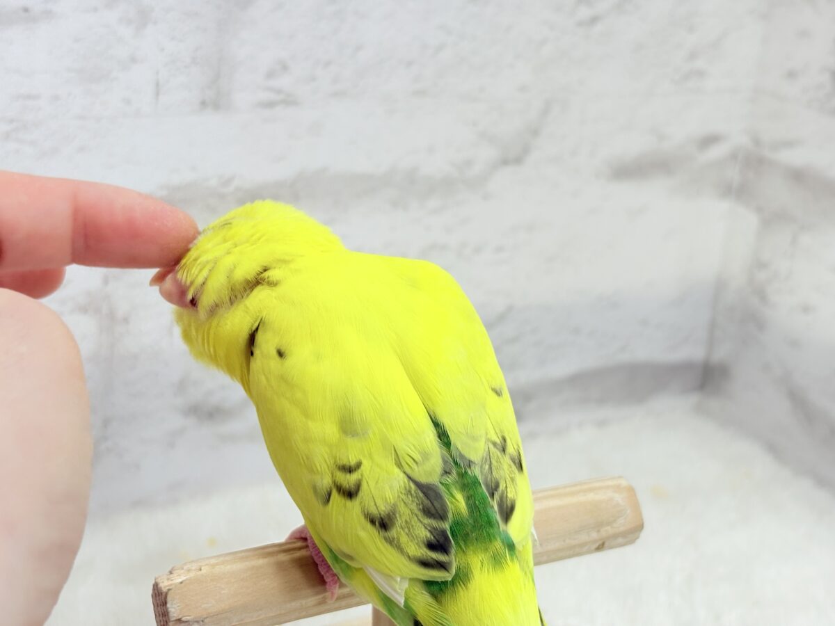 【最新画像・動画更新🪄ひとり餌になりました☆】ミツバチぶんぶん飛び回る🐝⋆゜セキセイインコ(黄色ハルクイン) ヒナ セキセイインコ