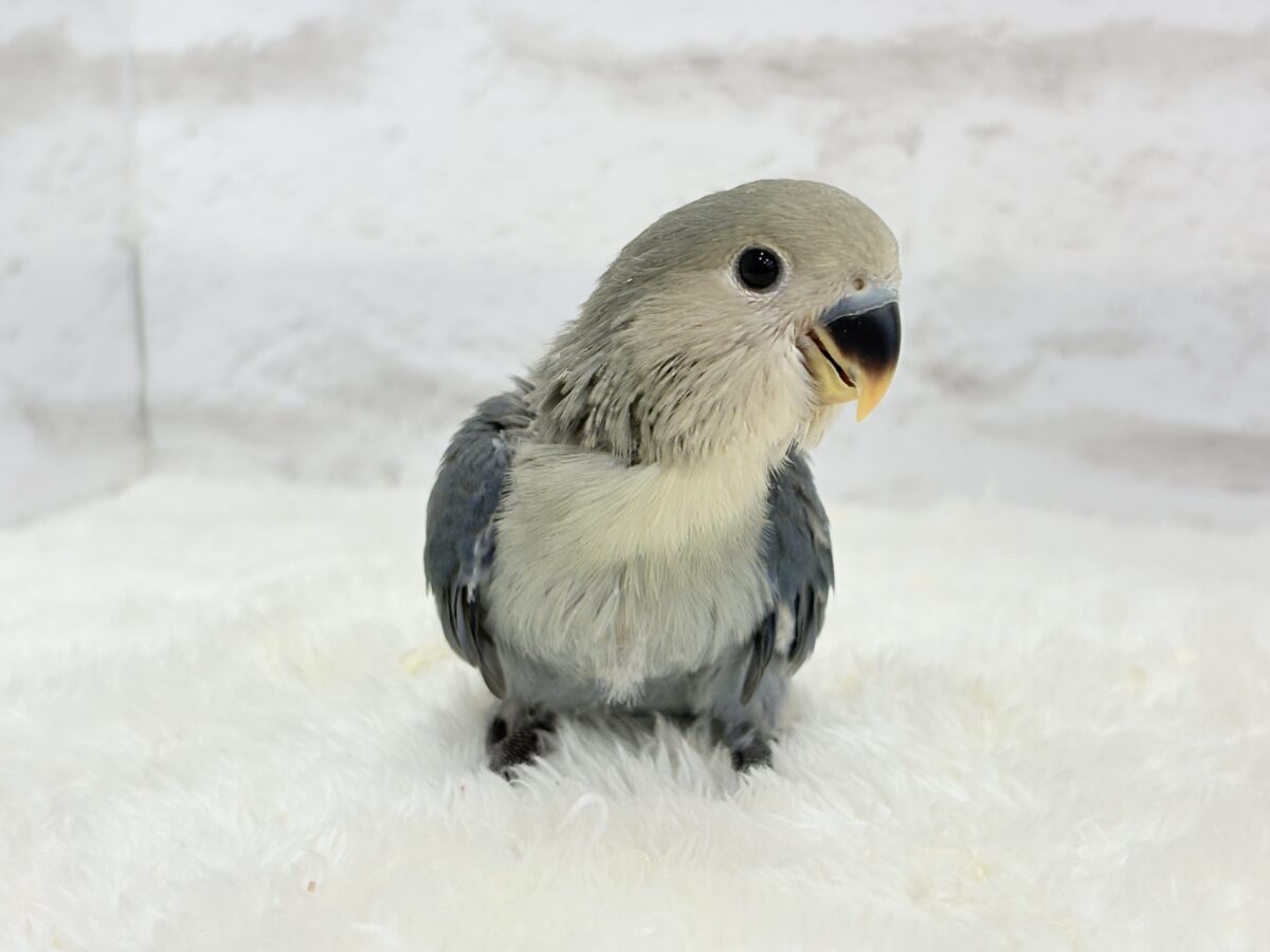 【最新画像更新🪄】わた毛たっぷりベビちゃん🐣💜コザクラインコ(バイオレット) ヒナ コザクラインコ(小桜インコ)