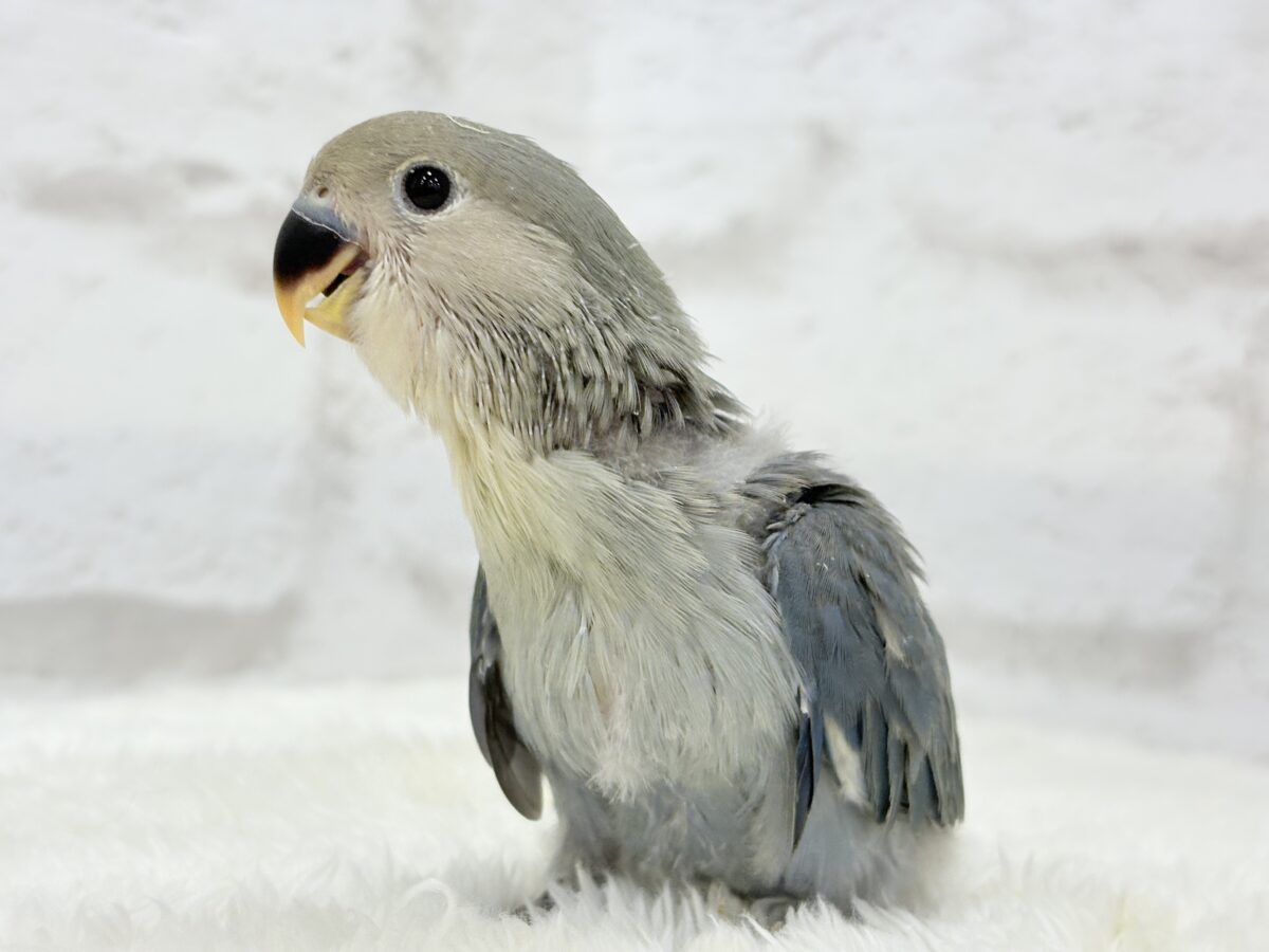 【最新画像更新🪄】わた毛たっぷりベビちゃん🐣💜コザクラインコ(バイオレット) ヒナ コザクラインコ(小桜インコ)