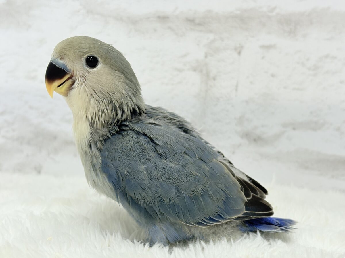 【最新画像更新🪄】わた毛たっぷりベビちゃん🐣💜コザクラインコ(バイオレット) ヒナ コザクラインコ(小桜インコ)