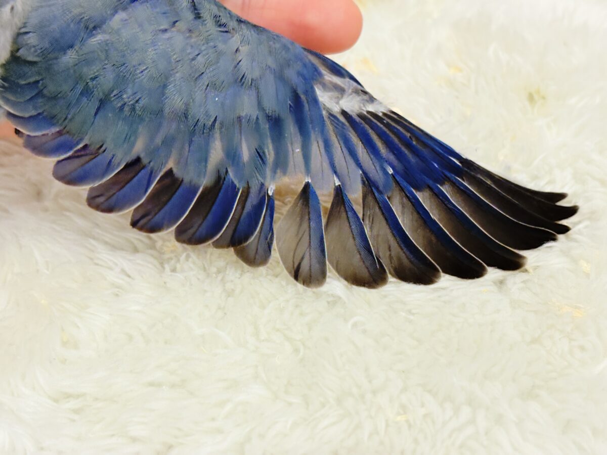 【最新画像更新🪄】わた毛たっぷりベビちゃん🐣💜コザクラインコ(バイオレット) ヒナ コザクラインコ(小桜インコ)