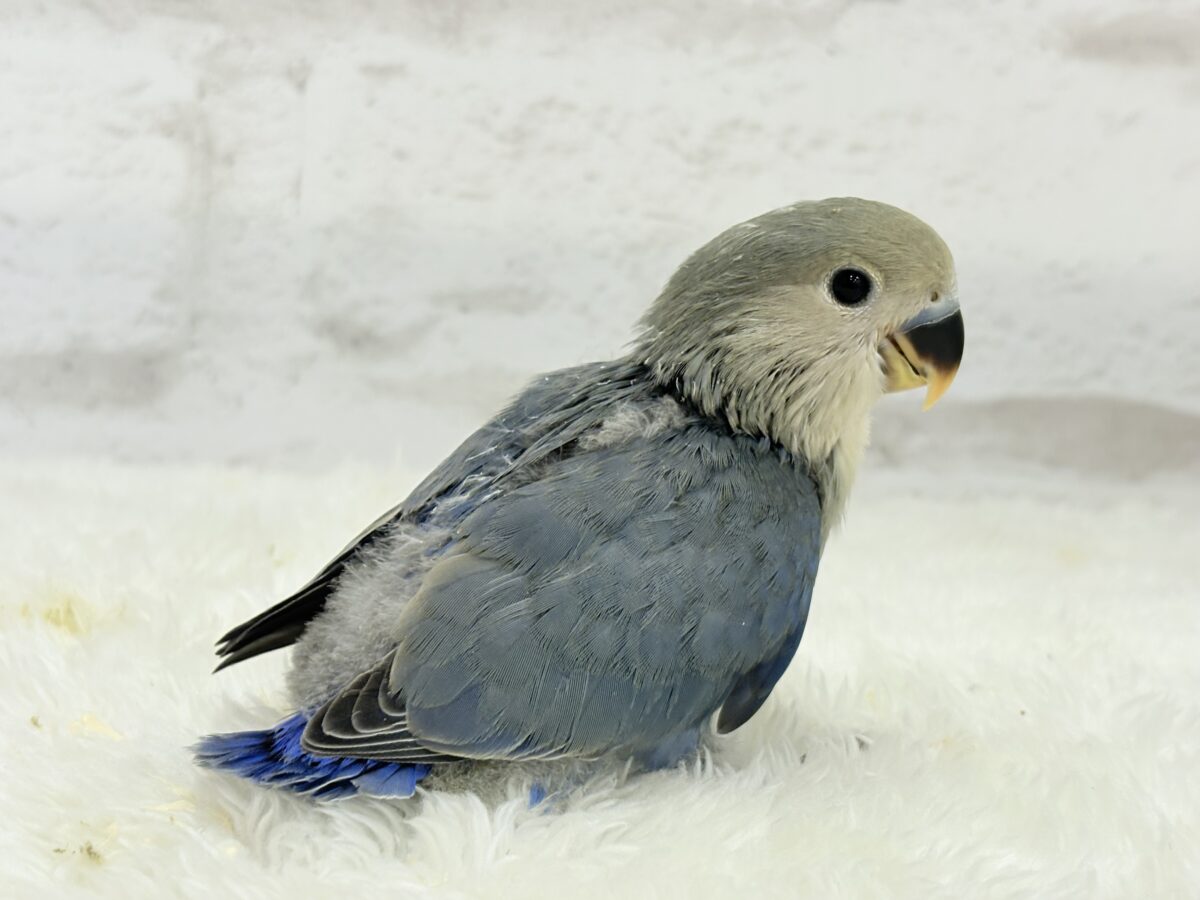 【最新画像更新🪄】わた毛たっぷりベビちゃん🐣💜コザクラインコ(バイオレット) ヒナ コザクラインコ(小桜インコ)