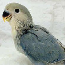 【最新画像更新🪄】わた毛たっぷりベビちゃん🐣💜コザクラインコ(バイオレット) ヒナ