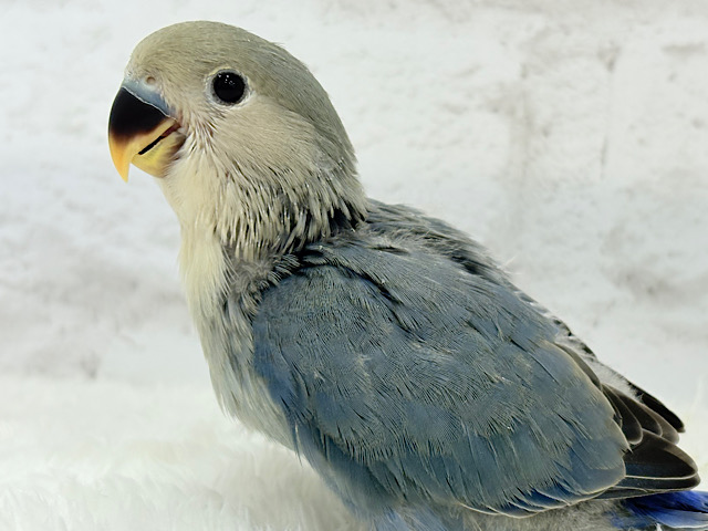 【最新画像更新🪄】わた毛たっぷりベビちゃん🐣💜コザクラインコ(バイオレット) ヒナ 【最新画像更新🪄】わた毛たっぷりベビちゃん🐣💜コザクラインコ(バイオレット) ヒナ