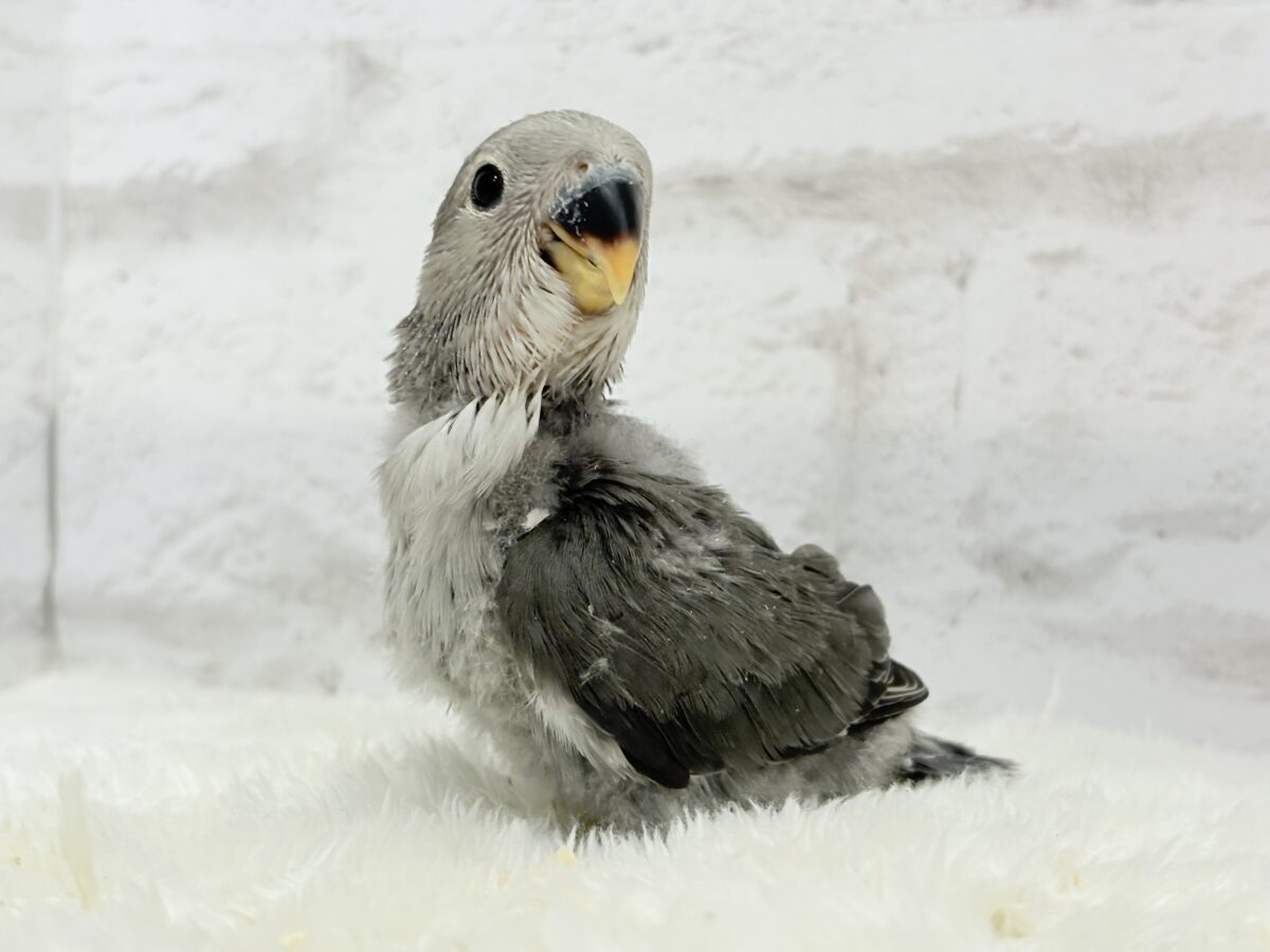 コザクラインコ（小桜インコ）