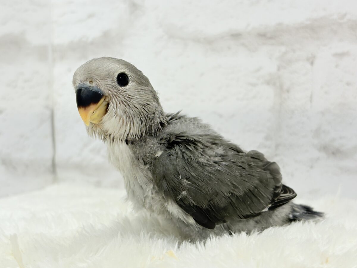 【最新画像更新🪄】魅力いっぱい魅惑のカラー🐣🩶コザクラインコ(モーブ) ヒナ コザクラインコ(小桜インコ)